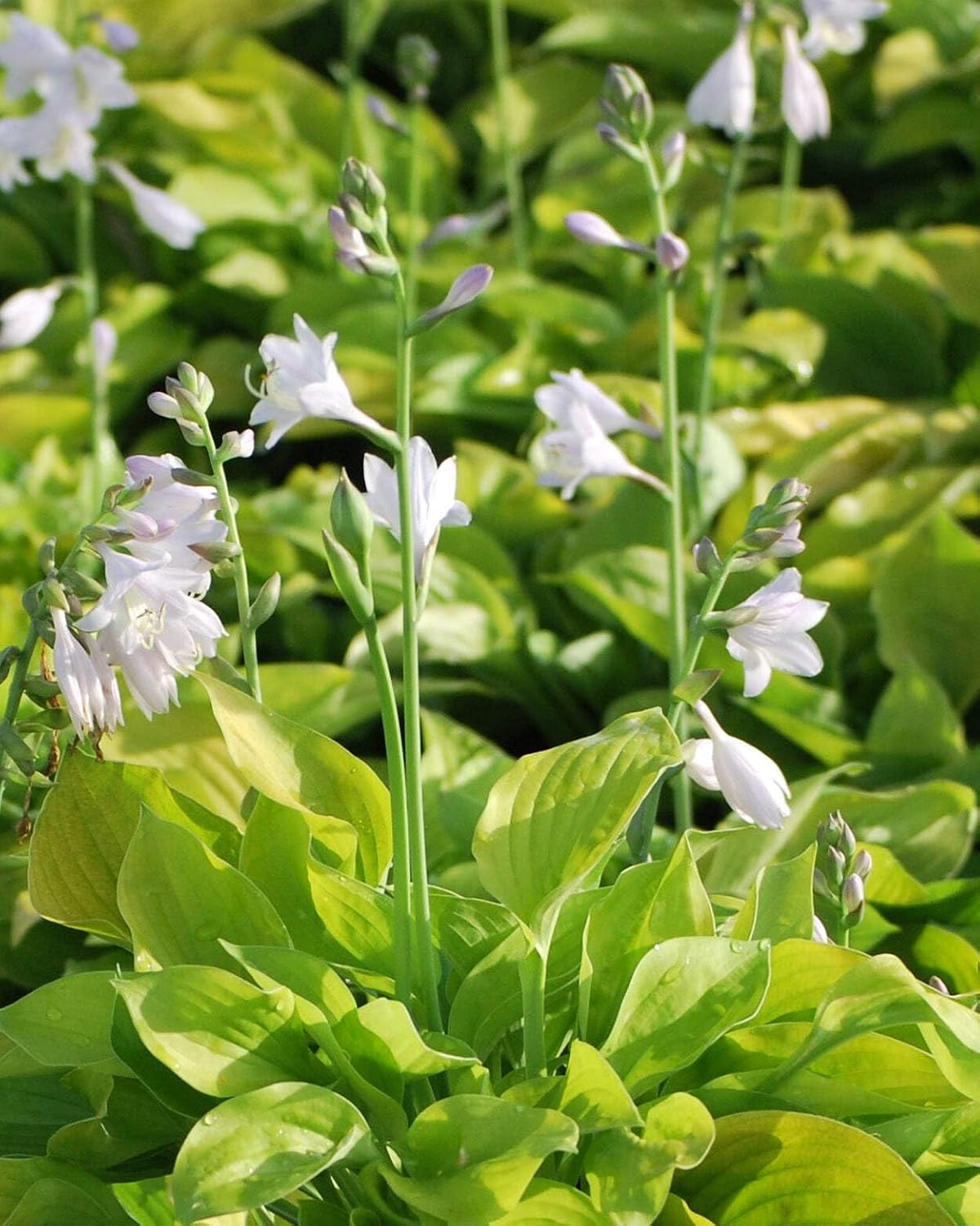 Perennial Farm Marketplace Hosta x 'August Moon' (Plantain Lily) Perennial, Size-#1 Container, Gold Leaves with White Flowers