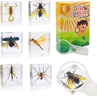 6 PCS Insect Specimen Set,Dragonfly,Wasp,Spider,Scorpion,Locust,Chafer Resin Collection Science Toys