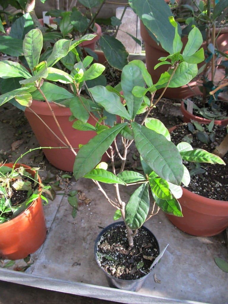 Miracle Berry Fruit Trees - 1 to 2 Feet - - Ship in 1 Gal Pot