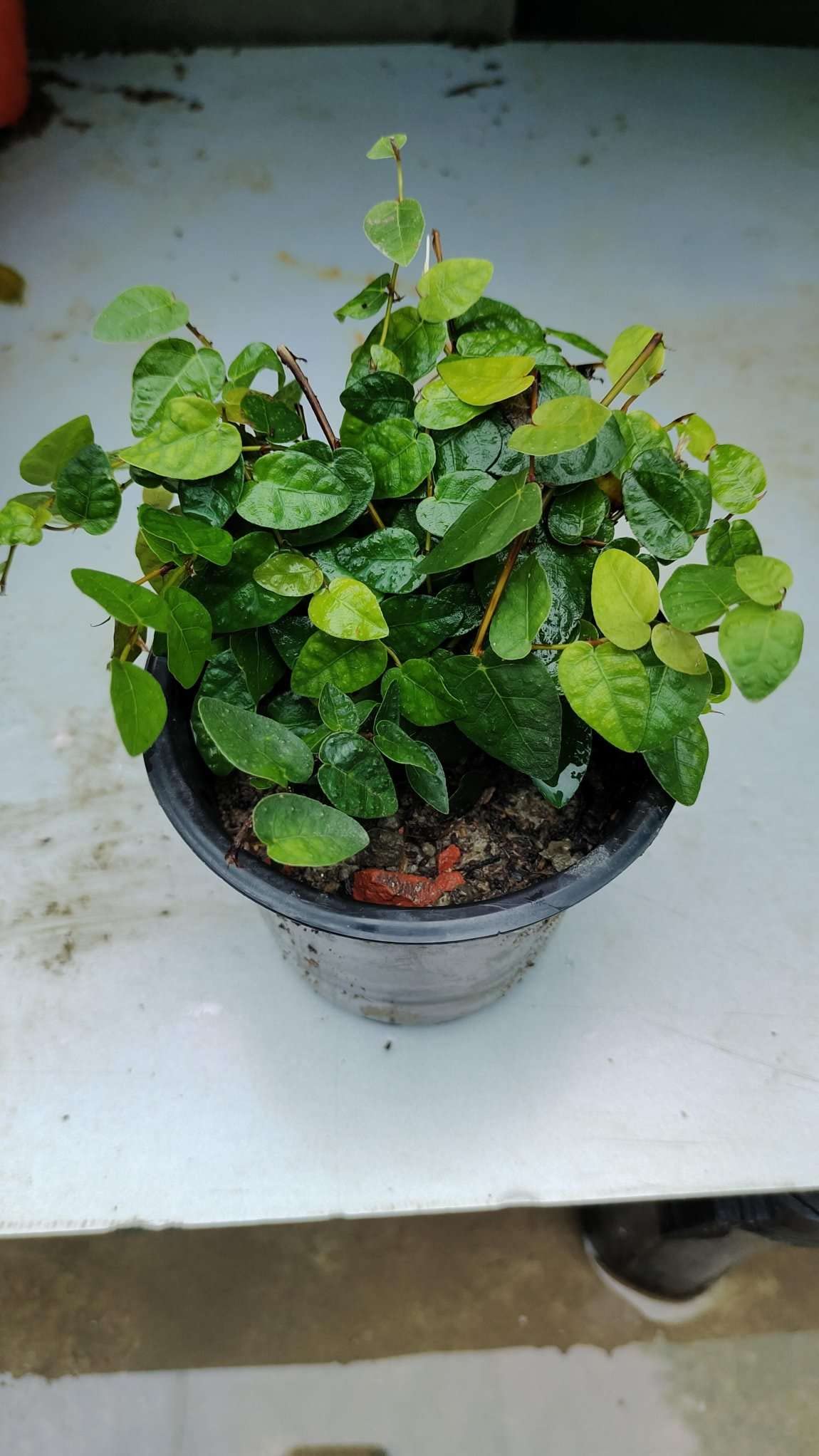 See full amazon price history chart for Gachwala Chipkali Bel Climber & Creeper Plant, (Ficus Repens), Wall Creaper, Creeping Fig, Climbing Fig, Evergreen Vine Plant For Wall Decoration - Plant With Pot Gachwala Chipkali Bel Climber & Creeper Plant, (Ficus Repens), Wall Creaper, Creeping Fig, Climbing Fig, Evergreen Vine Plant For Wall Decoration - Plant With Pot (B0B7B2L21D) Amazon Price History, Amazon Price Tracker