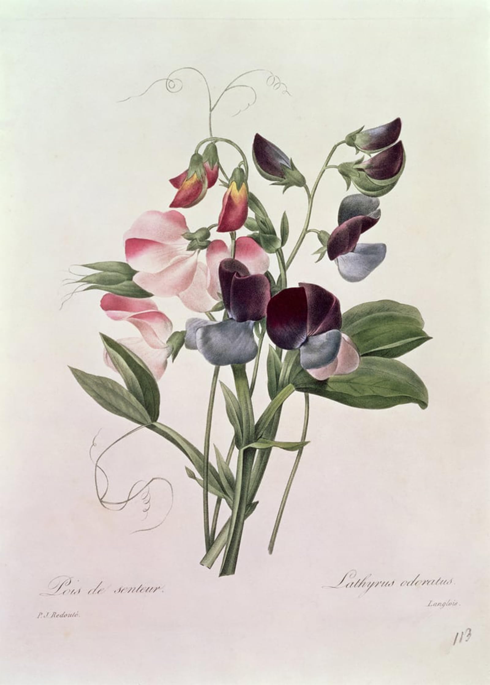 POSTERIIk Famous Animal Posters Vintage Picture Sweet Peas by Pierre Redouté Modern Wall Decor for Home Decor 60x90cm