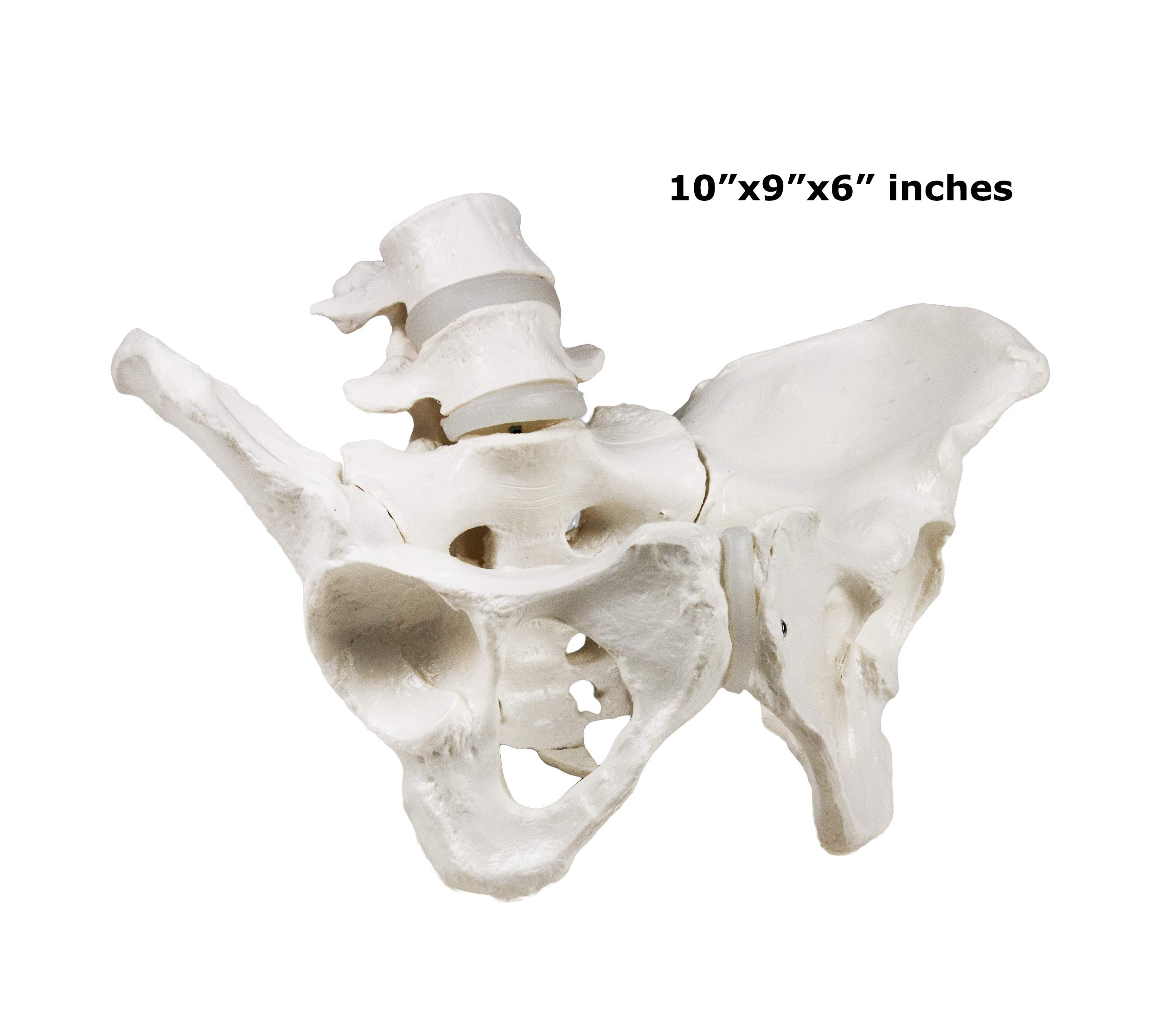Vision Scientific VBM-B6 Male and Female Pelvis Model 4th and 5th Lumbar Vertebrae, Life Size with Carrying Case