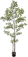 PHYTREE 7FT Faux Black Olive Tree - Realistic Artificial Shady Lady Plant with Natural Trunk & Leaves for Indoor Home Office Decor