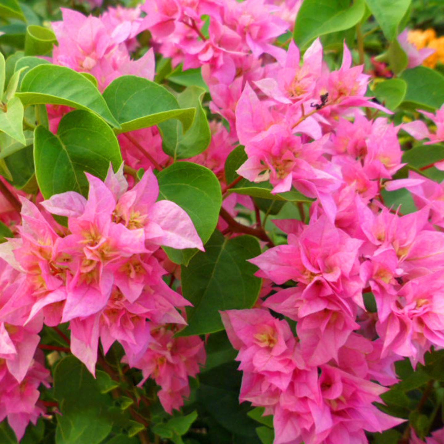 Go4plants dwarf Bougainvillea hybrid Live Plant with pot (B0B2DZ1H96) Amazon Price History, Amazon Price Tracker