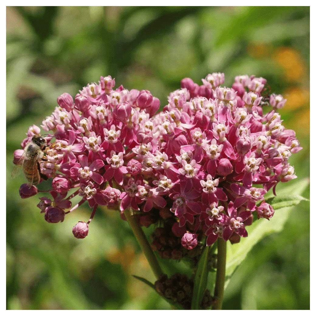 Buy Everwilde Farms 200 Swamp Milkweed Native Wildflower Seeds Gold