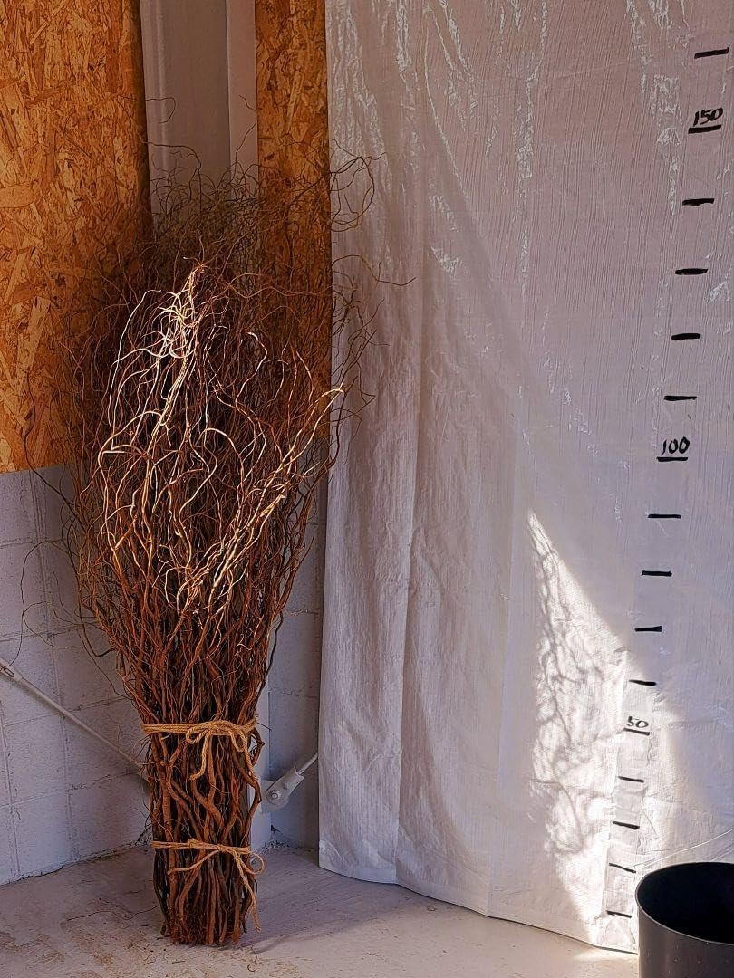 雲竜柳　完全　ドライ　５０本　１４０～１６０cm　おしゃれ　頼める便です 雲竜柳 完全 ドライ 50本 140160cm おしゃれ 頼める便です