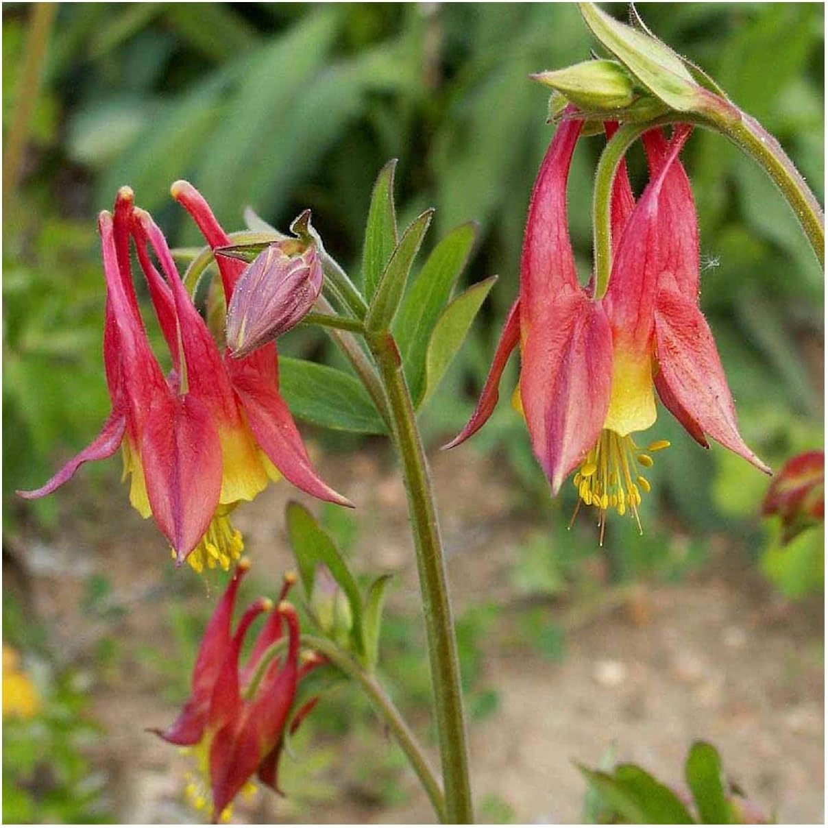 Everwilde Farms - 1 Oz Wild Columbine Native Wildflower Seeds - Gold Vault