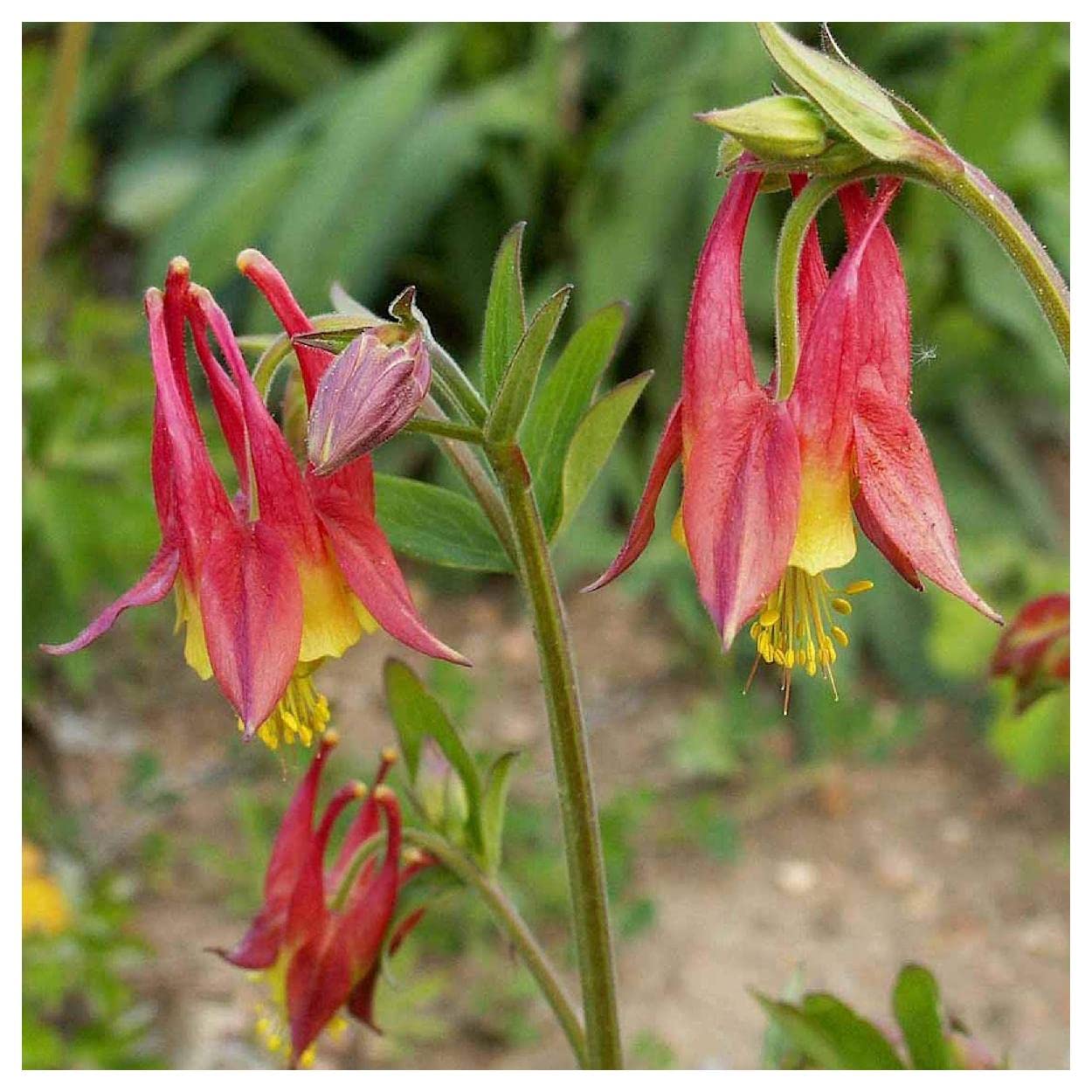 Everwilde Farms 1 Oz Wild Columbine Seeds