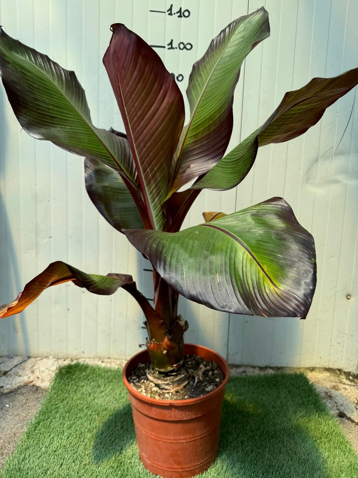 Musa Maurelli Banano Rosso Pianta Ornamentale Tropicale in Vaso 24 cm, Pianta Esotica da Giardino e Terrazzo
