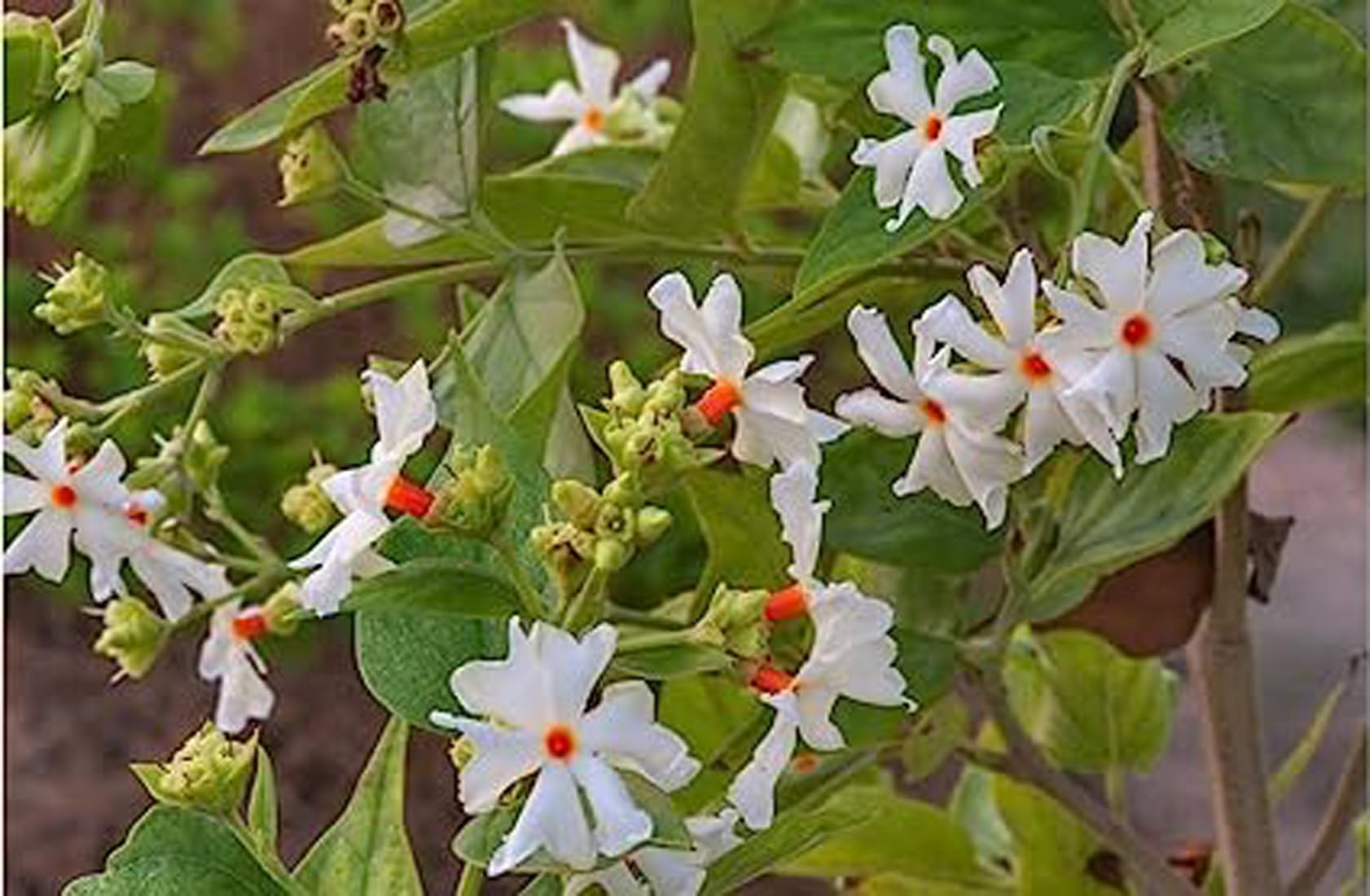 See full amazon price history chart for Green view Combo Live Siuli Flower,Coral Jasmine Flower Tree (Nyctanthes Arbor) Parijat,Night Flower/Sweet fragrance/Pack of 2 in Grow Bag Green view Combo Live Siuli Flower,Coral Jasmine Flower Tree (Nyctanthes Arbor) Parijat,Night Flower/Sweet fragrance/Pack of 2 in Grow Bag (B09HRQJDW9) Amazon Price History, Amazon Price Tracker