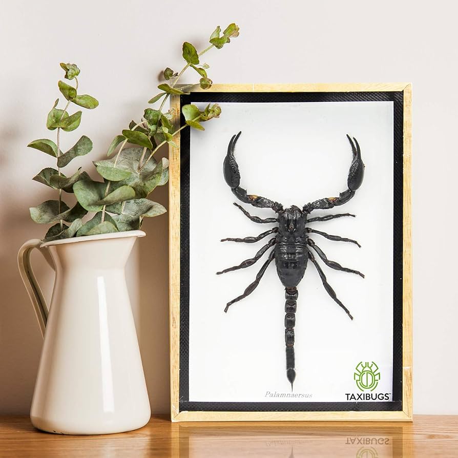 サソリ 標本 木製フレーム 81uA8JjmRdL._UF350,350_QL80_.jpg