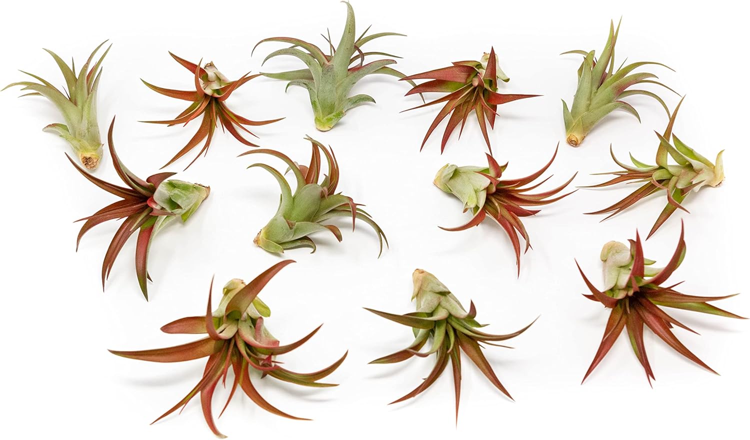 12 Pack Air Plants Red Abdita Tillandsia - Medium Air Plants Live Variety Pack - Live Succulent House Plant - Home Holders and Garden Decor - Easy Care Indoor and Outdoor Plants