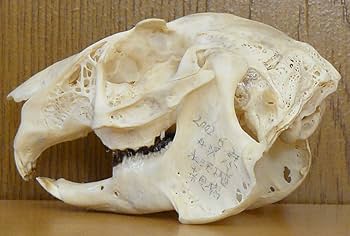 頭骨コレクション――骨が語る動物の暮らし | 福田史夫 |本 | 通販 | Amazon