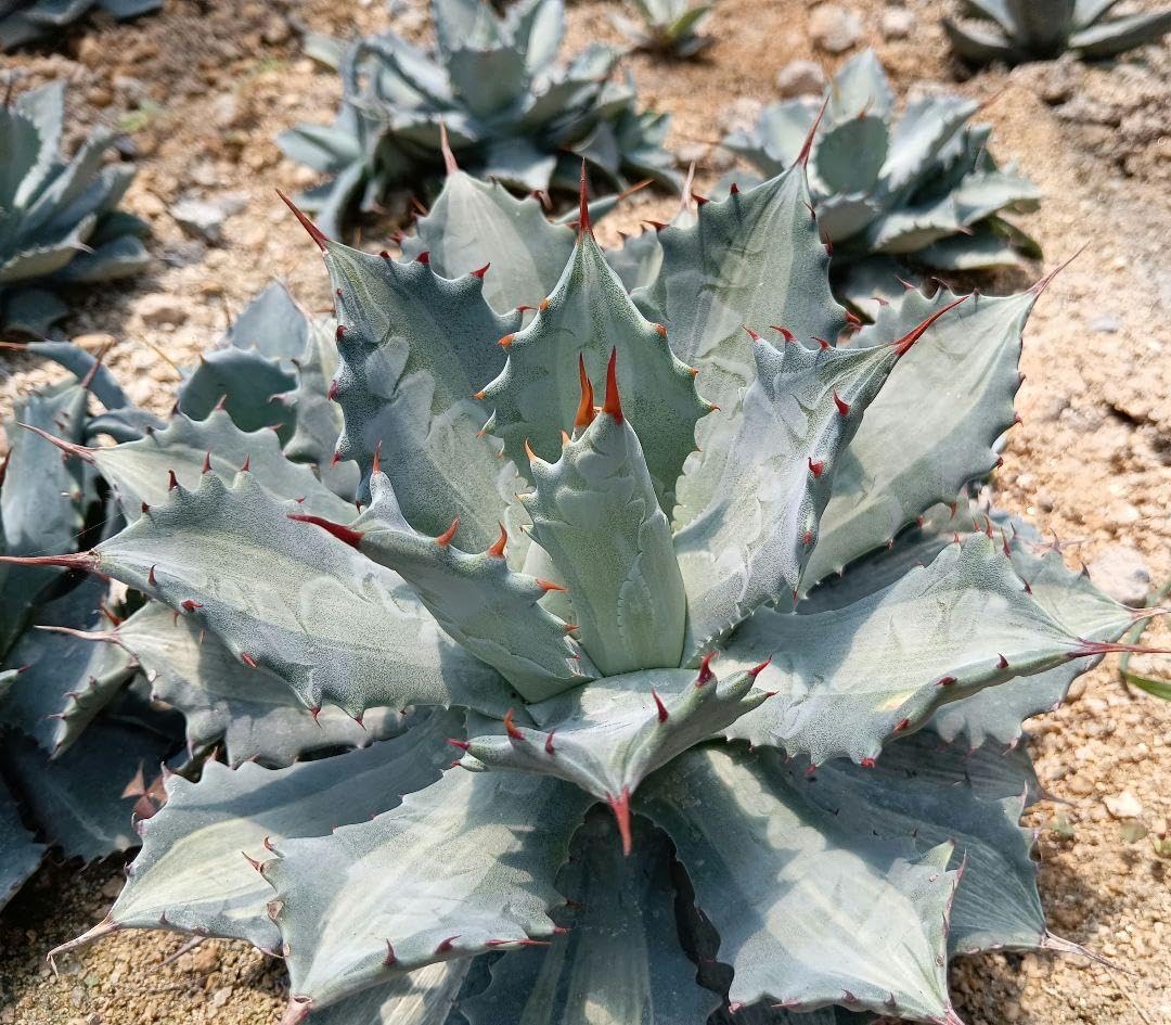 MTW-6748 蔦流木1点物　90cm水槽用流木　アクアリウム MTW-5944 蔦流木レイアウトセット 90cm水槽用流木 アクアリウム