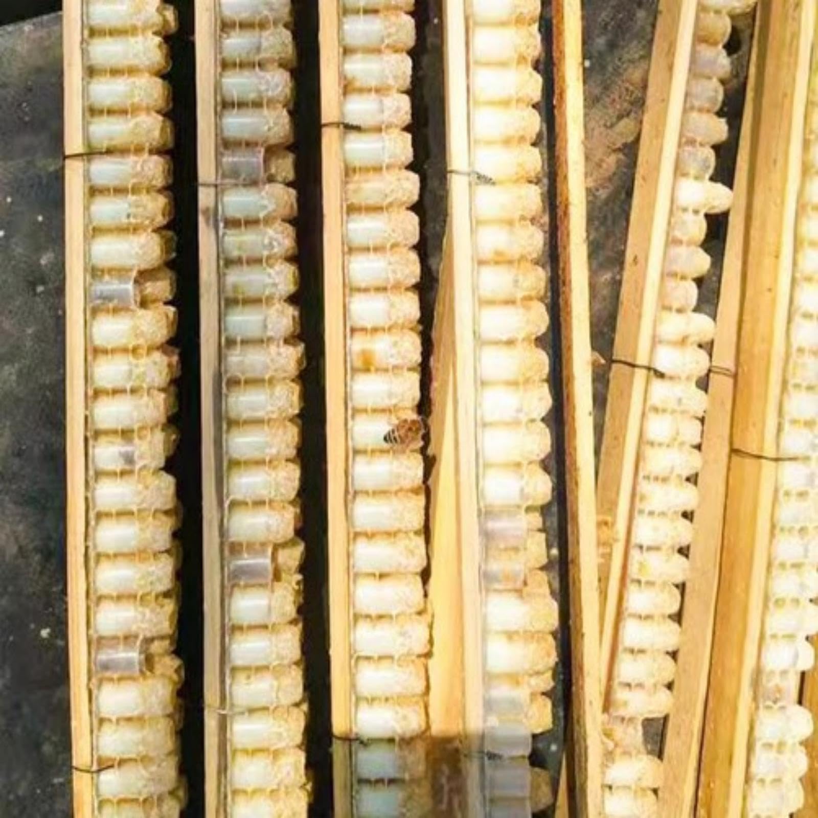 Set 6 Strisce Per Celle Doppie Per Api – 63 Contenitori Ciascuna, In Plastica Bianca Per Pappa Reale
