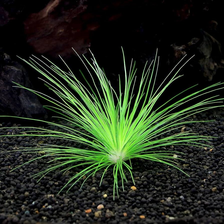 ☆　極珍種！ 美種！ホシクサspペドラスター プランツ　ホシクサ　水上育成株 ☆極珍種！ 美種！ホシクサspペドラスター プランツホシクサ水上