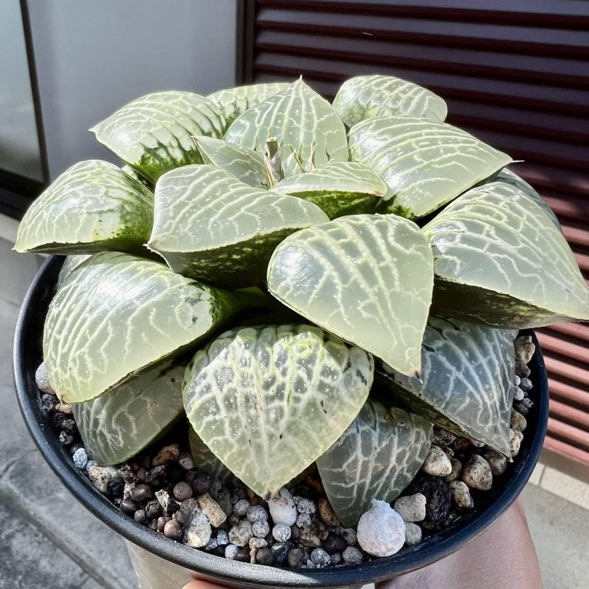 多肉植物 ハオルチア 日月潭錦 鉢のまま 多肉植物 ハオルチア 日月潭錦 鉢のまま