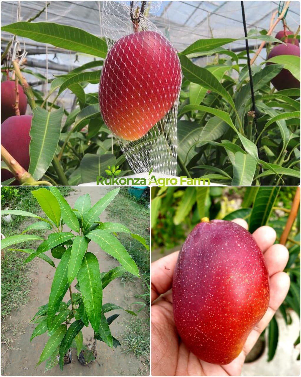 Rukonza Original Miyazaki Grafted Mango Plant (Combo Pack of 2 Live Tree) Variety- Taiyo No Tamago/Eggs Of Sun, Plant Height- 3feet (B0D97K4QDZ) Amazon Price History, Amazon Price Tracker