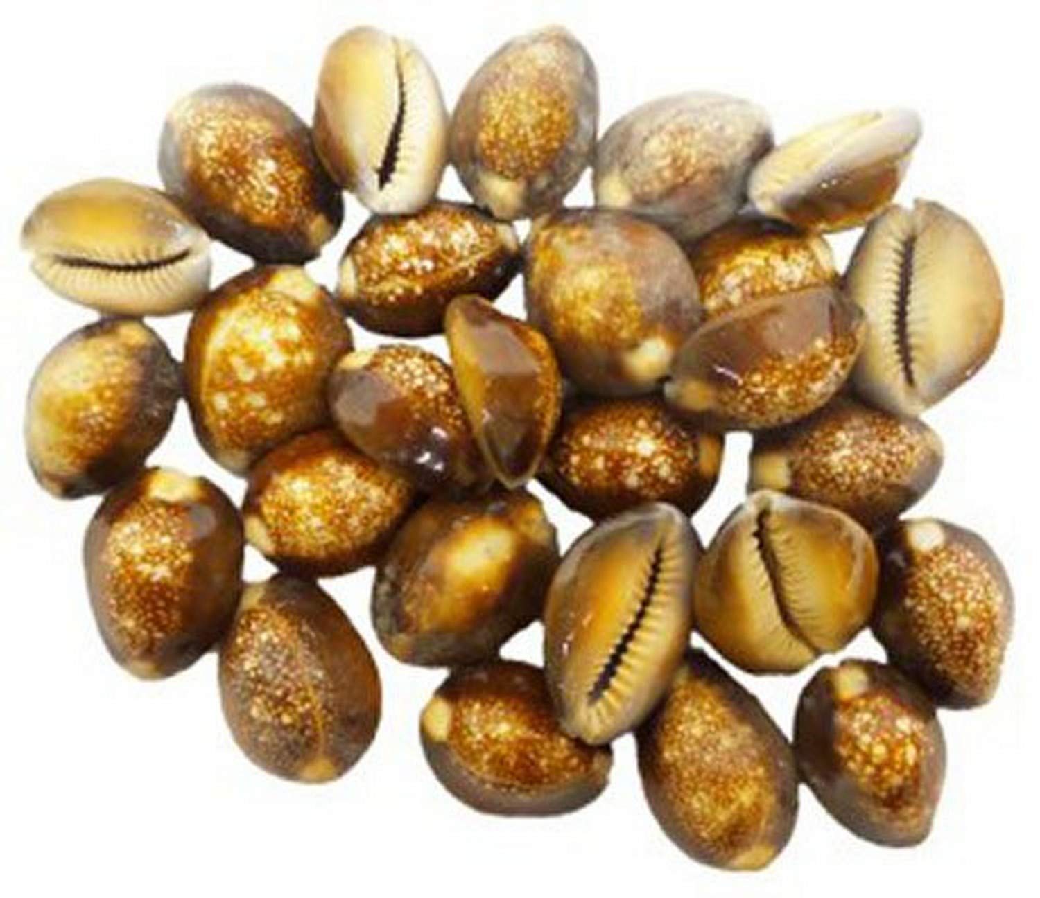 U.S. Shell, Inc. 05231 Natural Shell Snakehead Cowrie, 1" & Up