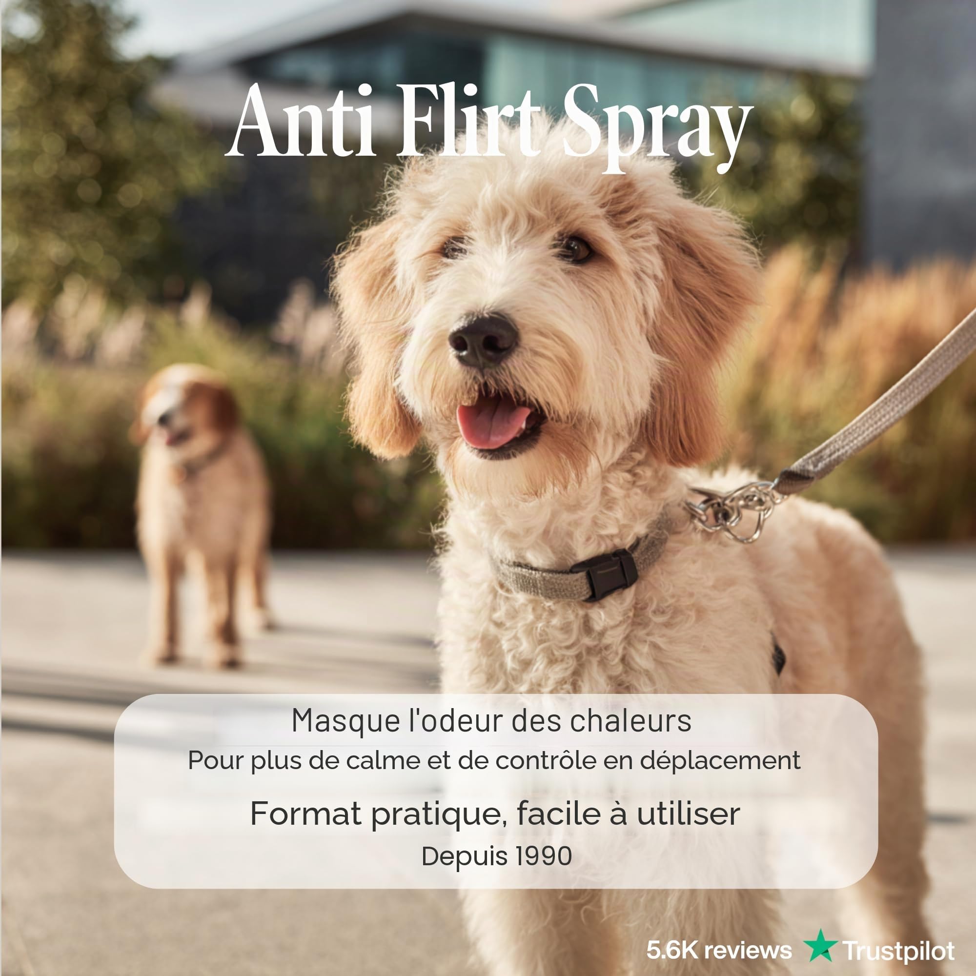 Spray Anti Flirt pour Chiens – Masque l’Odeur des chaleurs chez la Chienne, Aide à réduire l’Attention des mâles, Formule parfumée Naturelle 100 ML