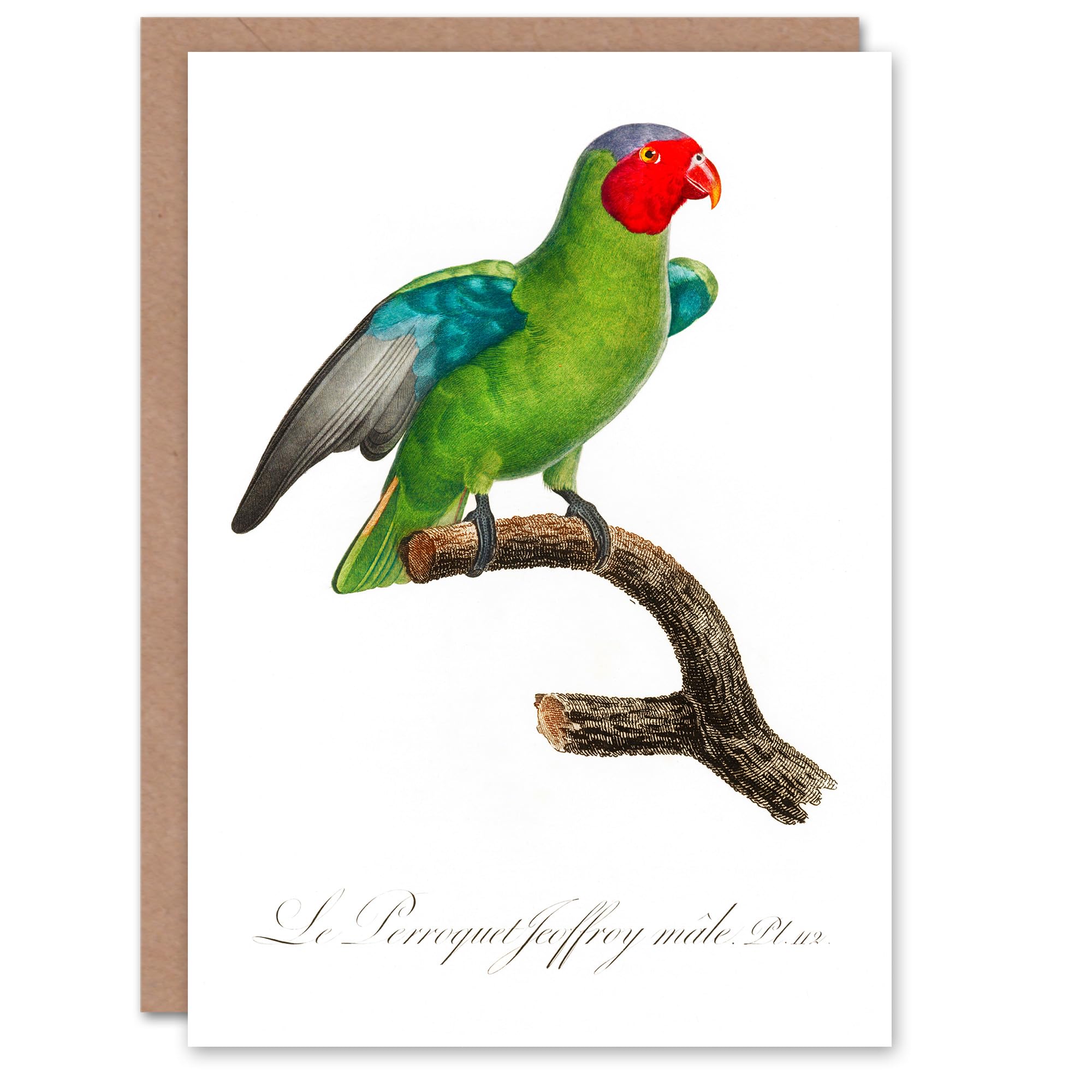 Artery8 Francois Levaillant Art Card The Red Cheeked Parrot
