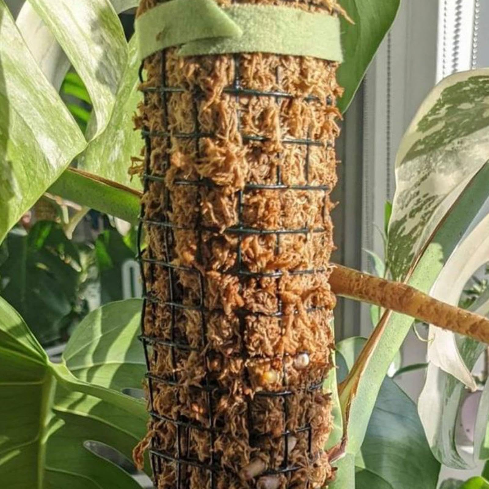 Moosstäbchen für Monstera-Pflanzen - Automatische Bewässerung Sphagnum Pflanzstäbe | Echte Moosstäbe Handgefertigte Topfpflanze Rankhilfe Automatische Bewässerung Moosstangen Pflanze Klettergerüst