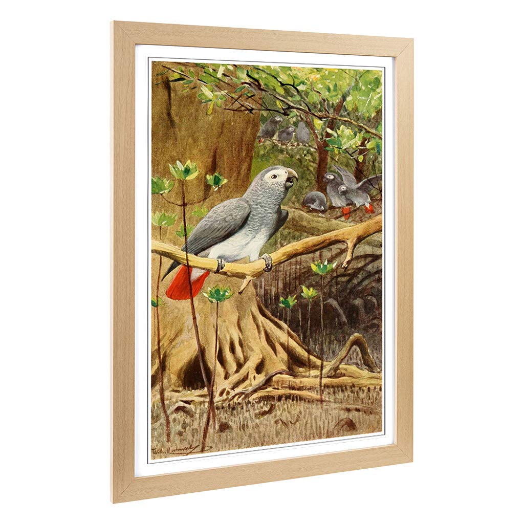 Big Box Art Framed Print of Vintage W Kuhnert African Grey Parrot Design | Wall Art Picture | Home Decor for Kitchen, Living Room, Bedroom, Hallway, Oak, A2 / 24.5x18 Inch / 62x45cm
