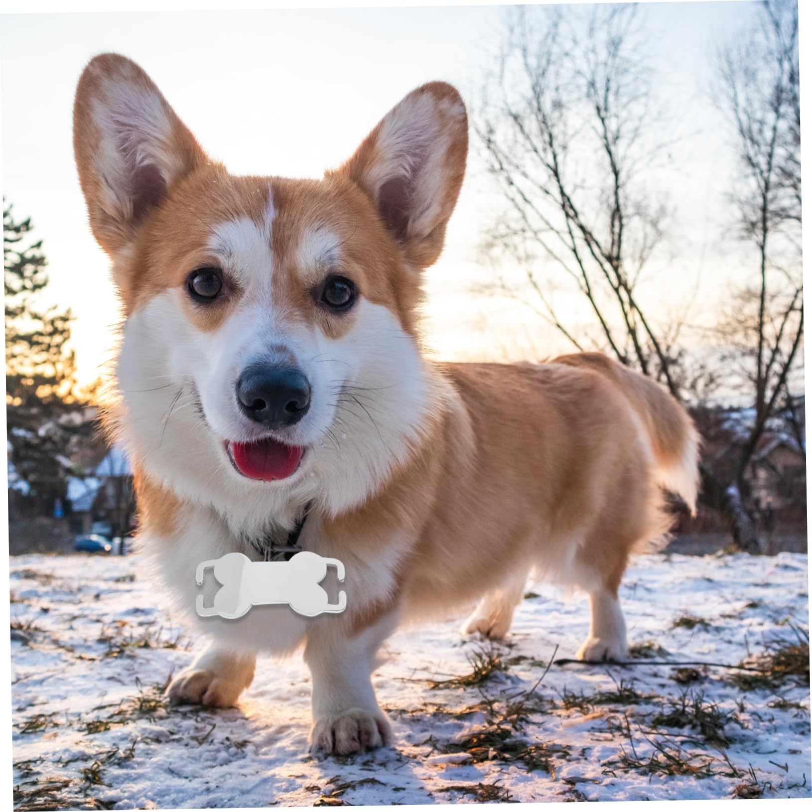 YARNOW 30pièces Médailles Identification Acier Inoxydable pour Chiens Plaques Personnalisables Os pour Animaux De Compagnie Étiquettes Vides à Graver