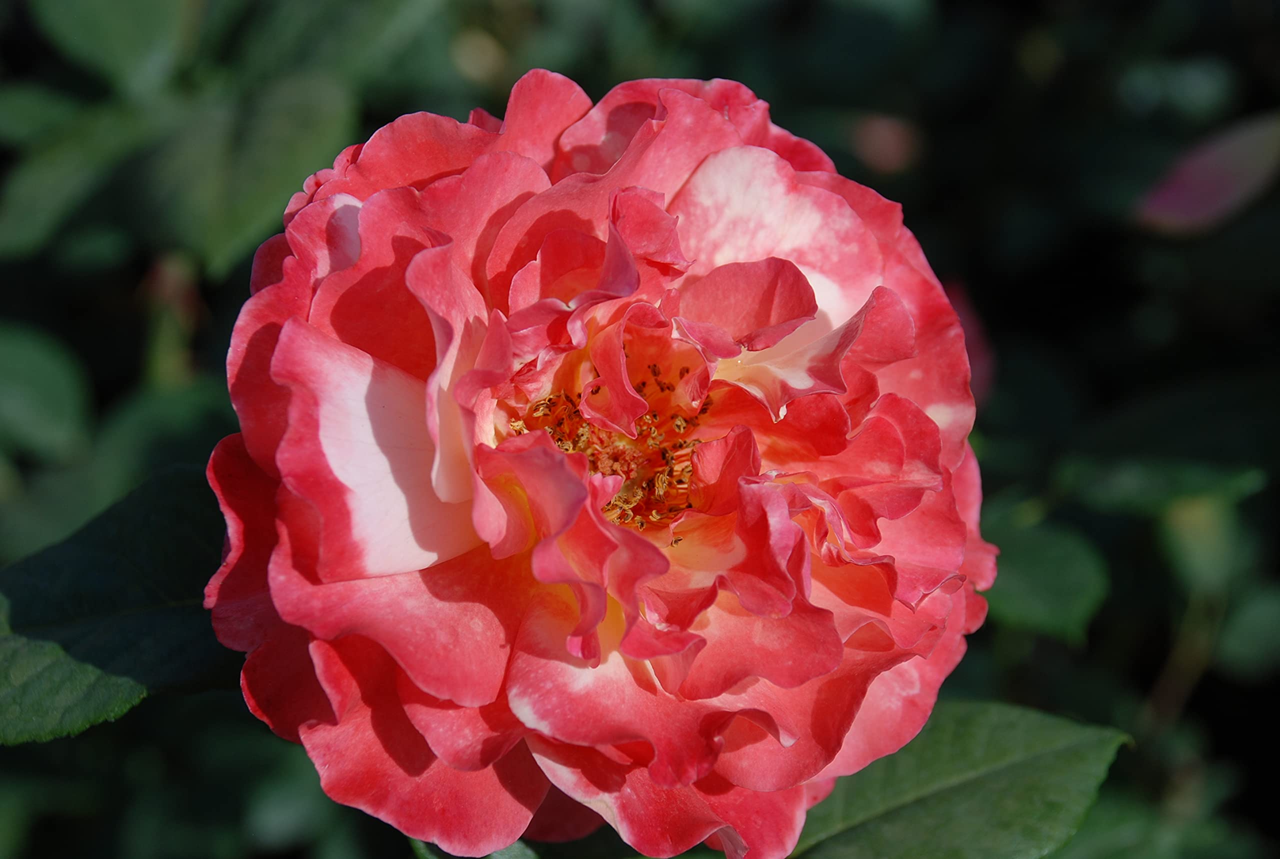 Edelrose Augusta Luise in champagner-rosé bis pfirsich - Duftrose winterhart - Rosen-Blüte in champagner-rosé bis pfirsich - Rose sehr stark duftend im 5 Liter Container von Garten Schlüter - Pflanzen