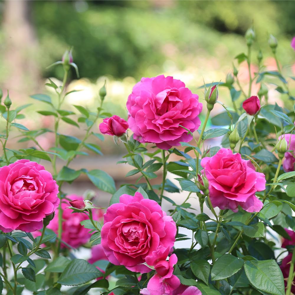 Amazon.com : Heirloom Hybrid Tea Roses, Live Own Root Plant for