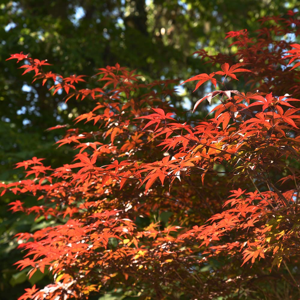 Amazon.com : Bloodgood Maple 3-4ft : Patio, Lawn & Garden