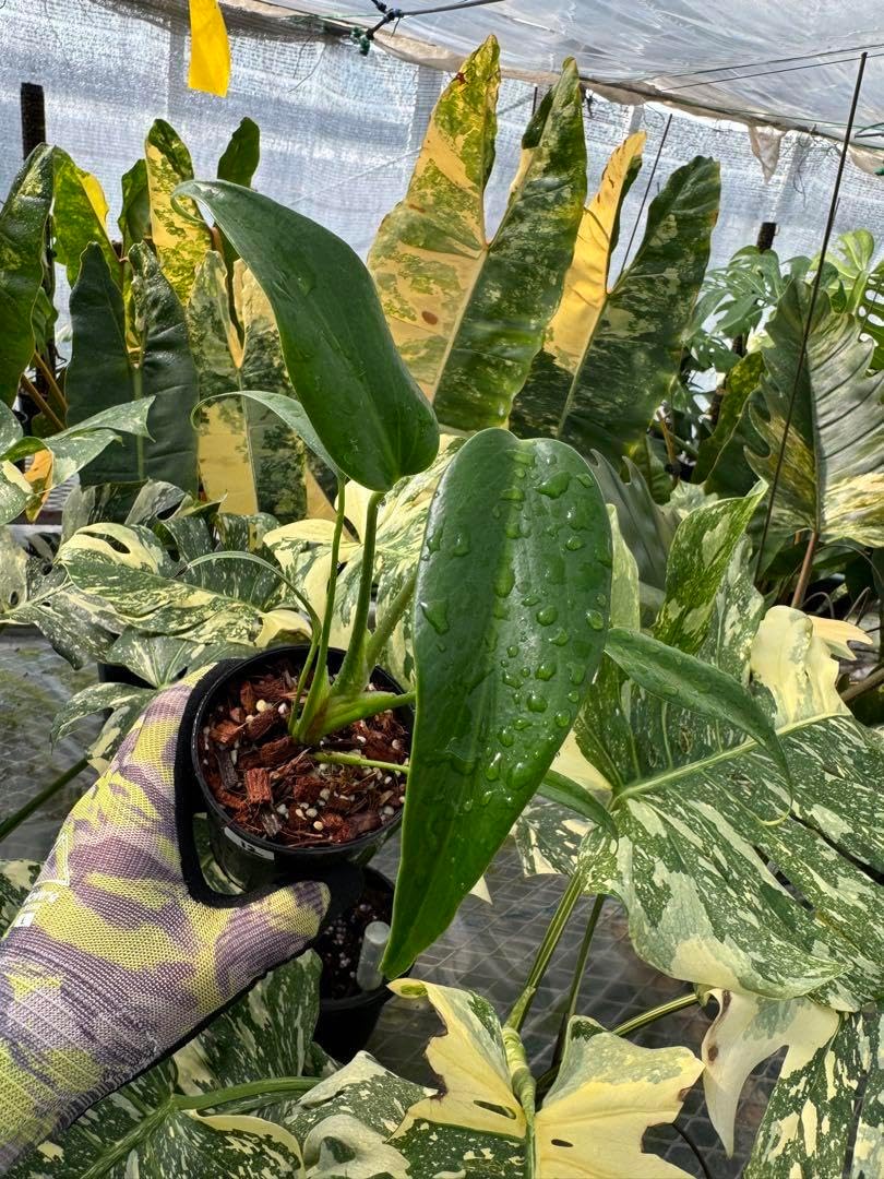 バールマルクスフレーム【3】 12 モンステラ バールマルクスフレーム 3