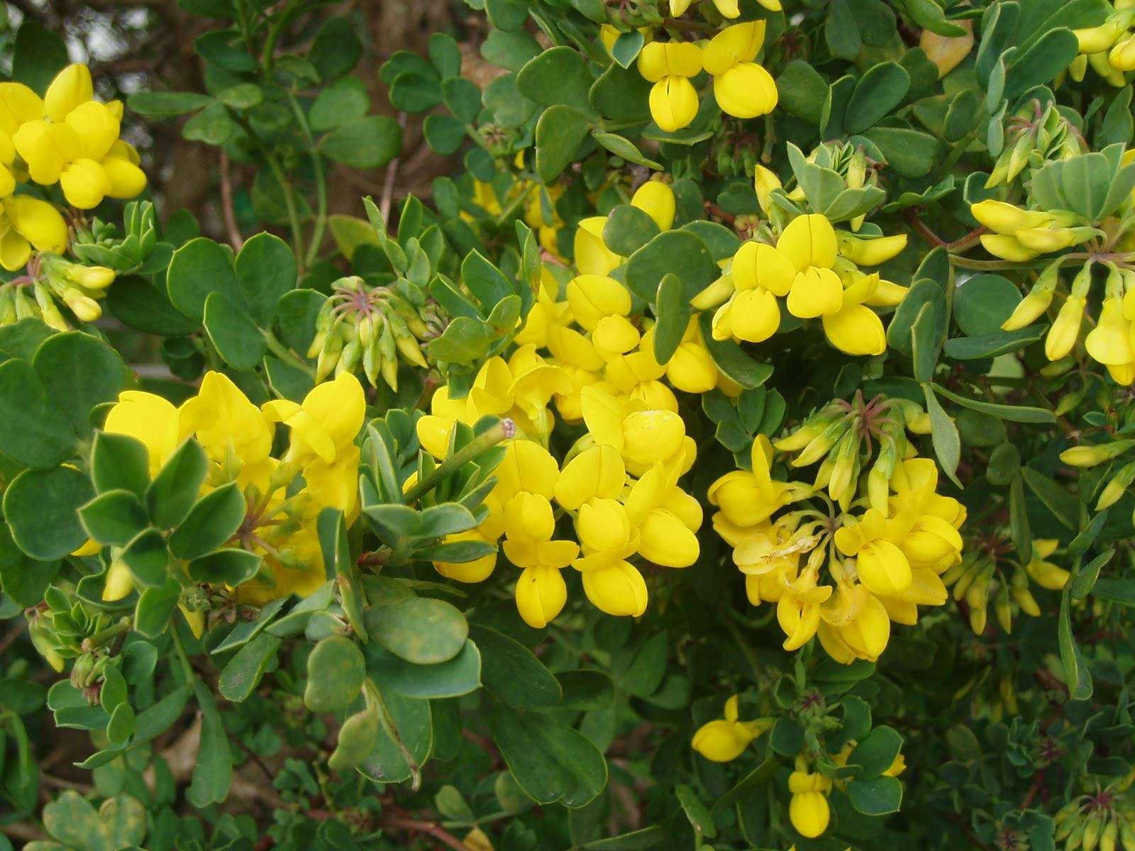 Semillas de Coronilla (Coronilla Valentina Glauca) (100 gr / 10.000 Semillas)