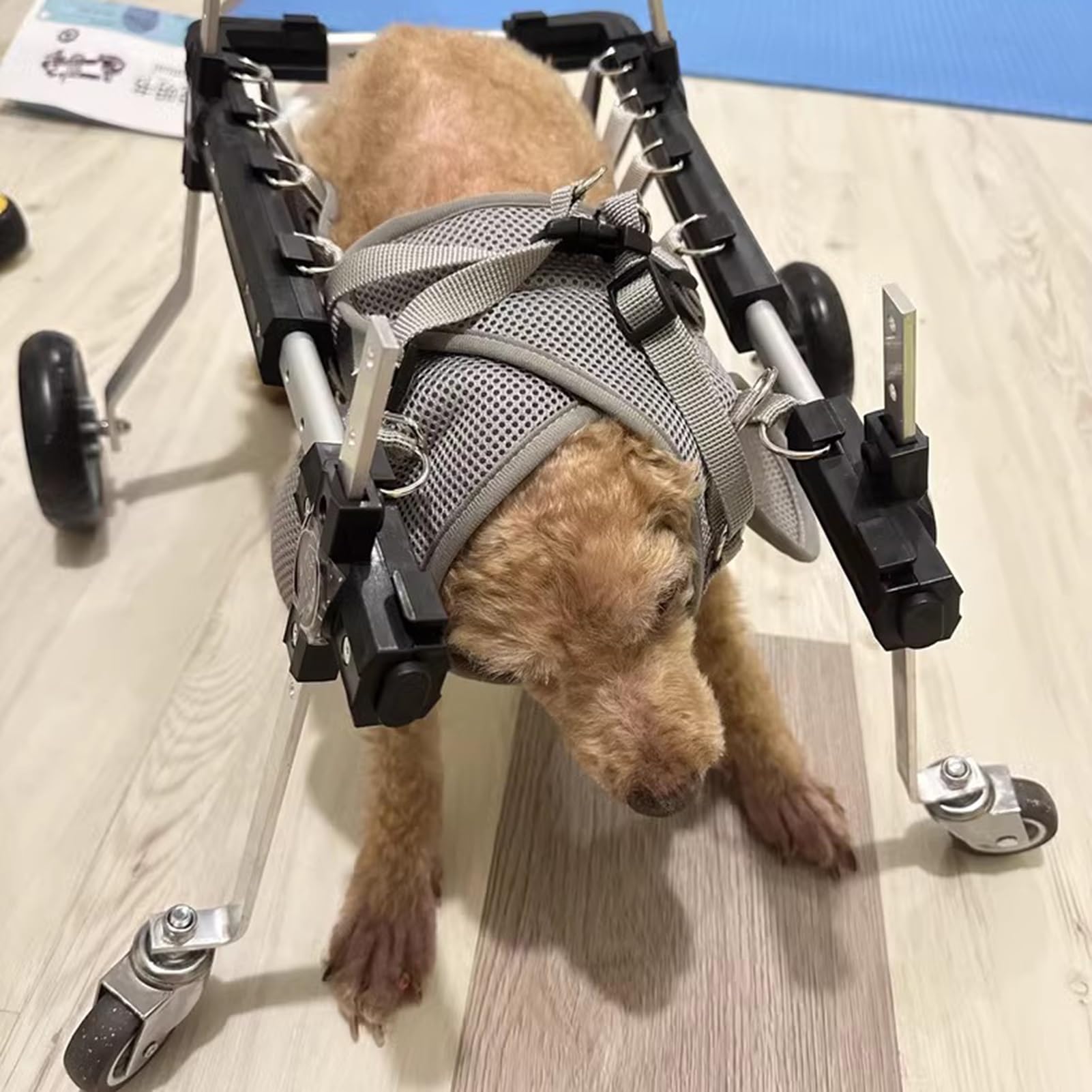 Silla de ruedas para perros: andador de soporte completo para que tu mascota vuelva a caminar