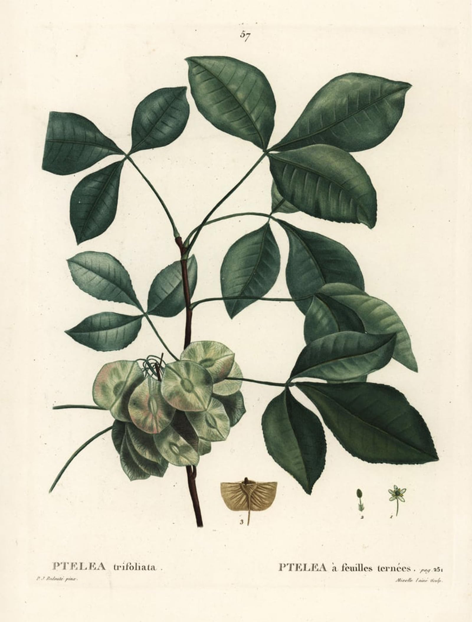 Graffiti Art Mural Frêne puant 60x90cm pour transformer une déco murale vide