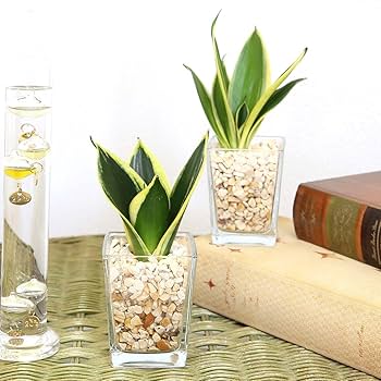 YAMA　ベンガレンシス+アグラオネマ＋水耕栽培のサンスベリアのセット販売 YAMA様専用 ベンガレンシス+アグラオネマ＋水耕栽培の