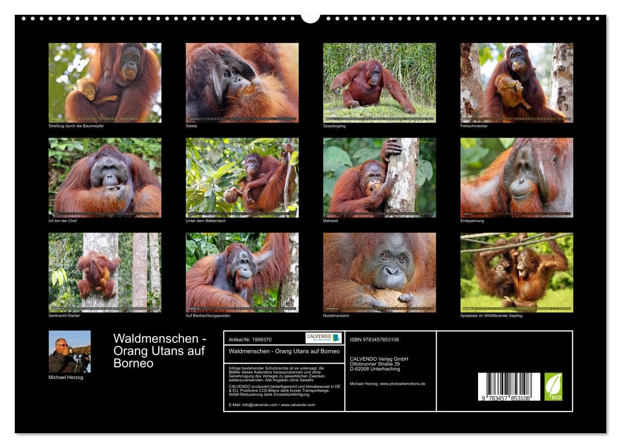 Waldmenschen - Orang Utans auf Borneo (hochwertiger Premium Wandkalender 2026 DIN A2 quer), Kunstdruck in Hochglanz: Orang Utans - Begegnungen auf Borneo (CALVENDO Tiere)