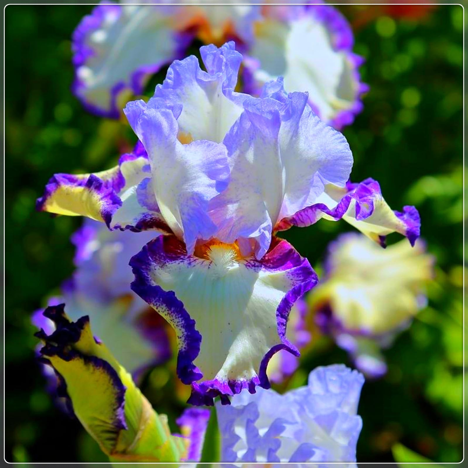 Bearded Iris Bulbs for Planting,Bearded Iris Bulbs Mix,Excellent Display Indoor Perennial Balcony Garden Bulbs,Bearded Iris,Flowering Rhizome-10bulbs-G