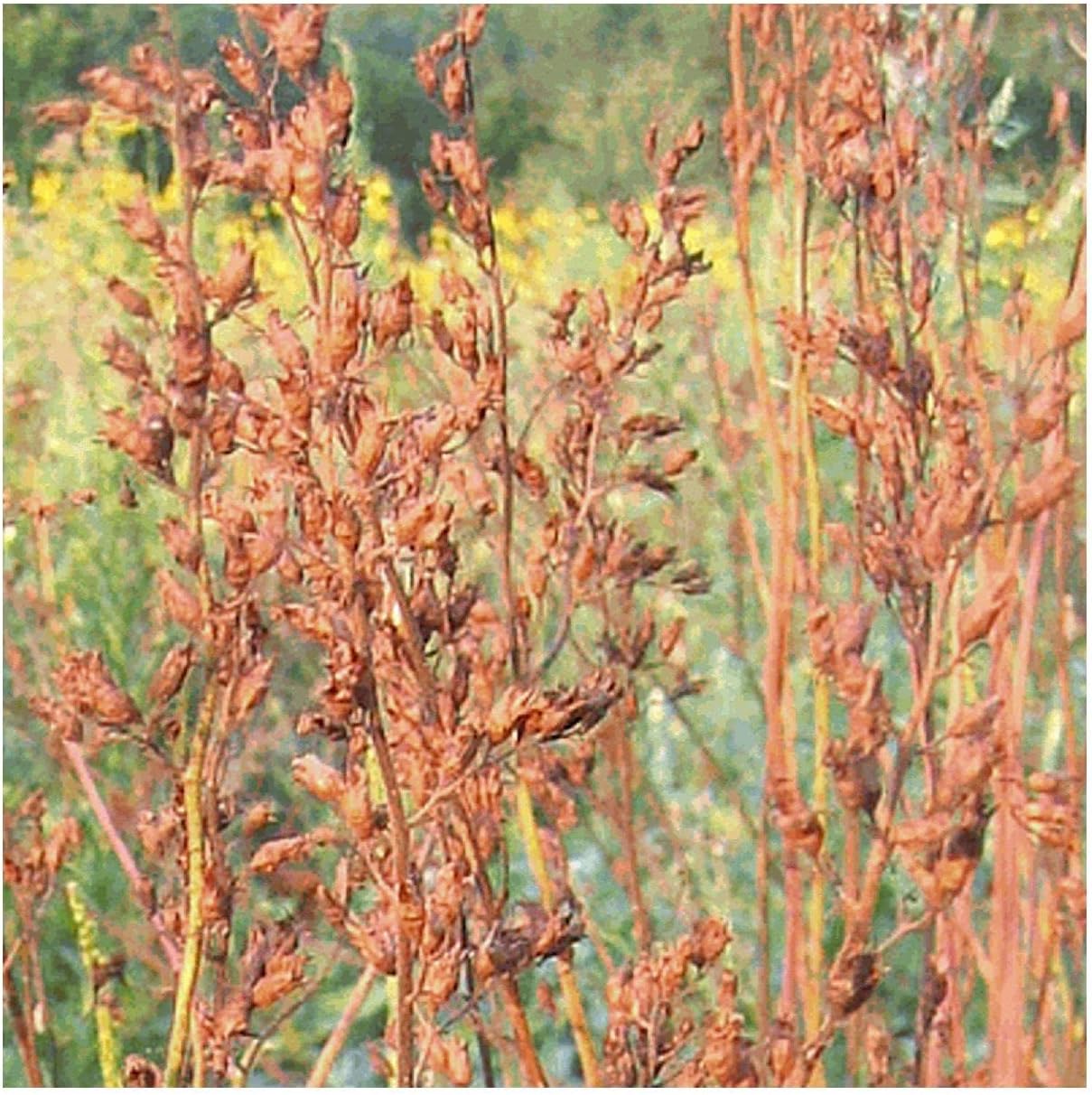 Everwilde Farms - 1 Oz Prairie Alumroot Native Wildflower Seeds - Gold Vault