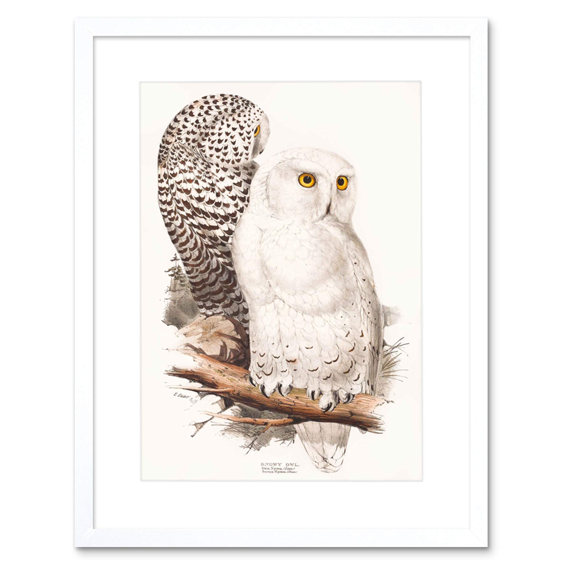 Wee Blue Coo Painting Birds Gould Lear Snowy Owl Pair Framed Wall Art Print