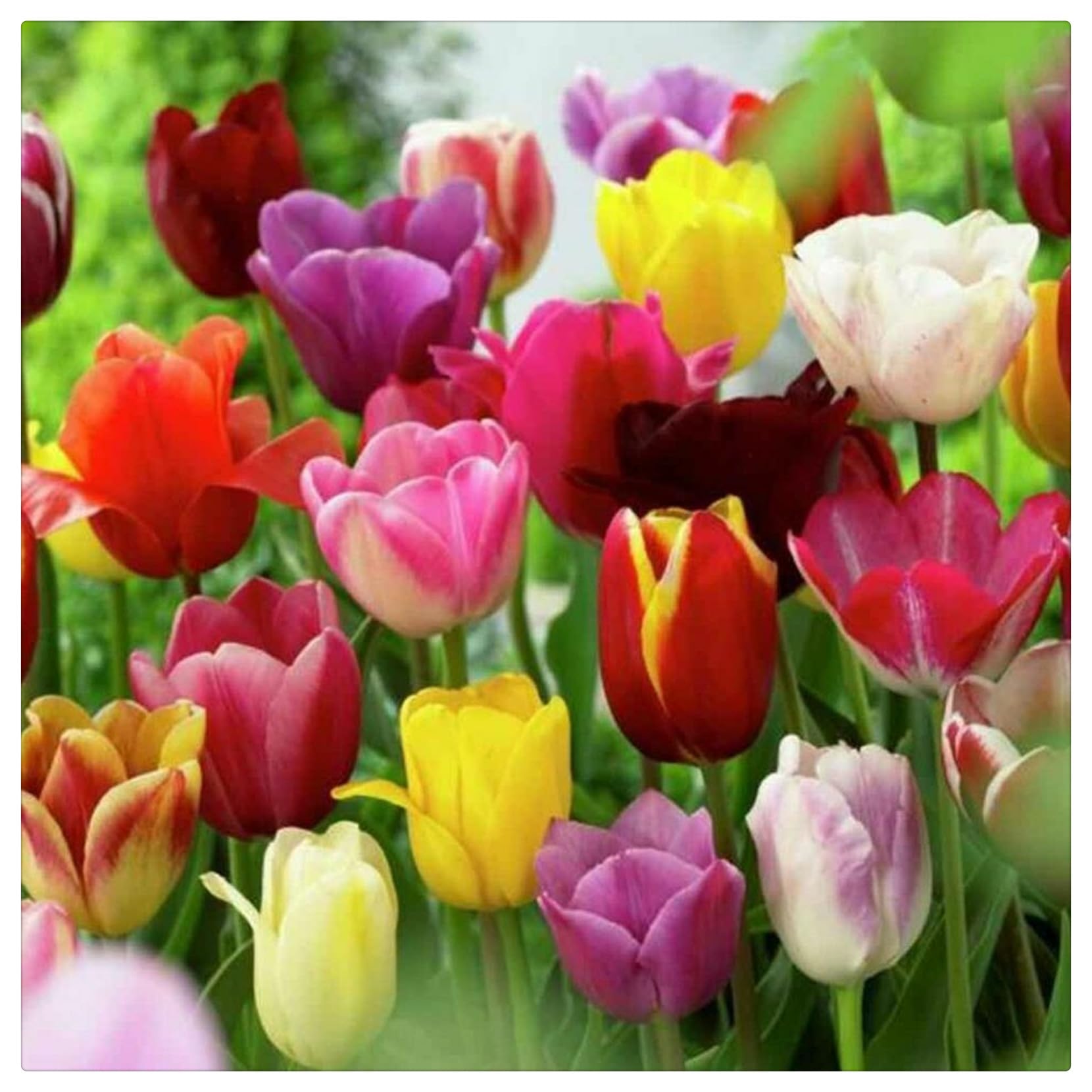 Wedding Flowers, Easy Plant, Tulip Bulbs-Hardy, That Grow Fast, Golden Jade Carving, Strong Plants, 10bulbs-d