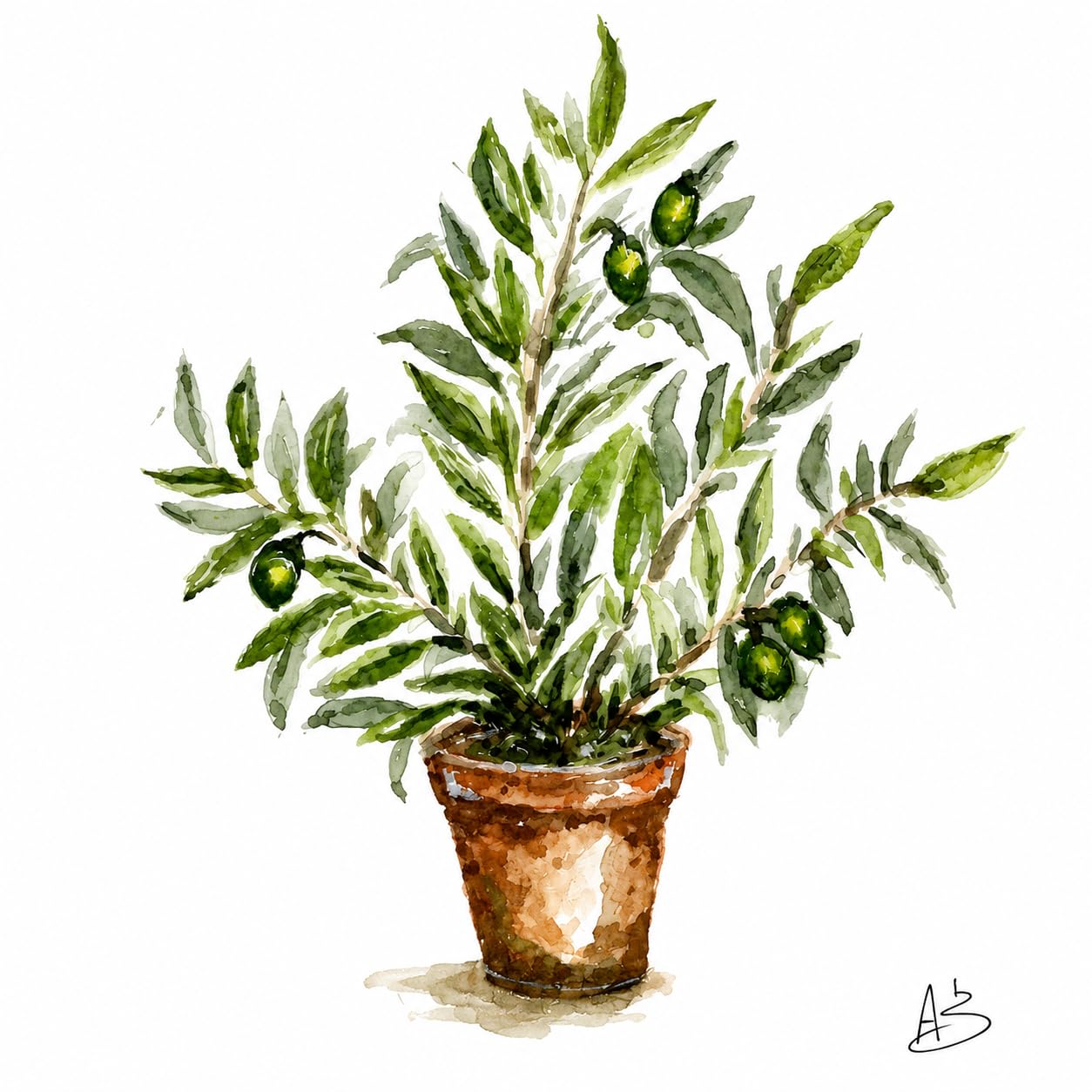 Olive Tree Watercolour Greeting Card | Bellevue Botanicals No 2 | French Countryside Card | Blank Inside | Bellevue Studio Co