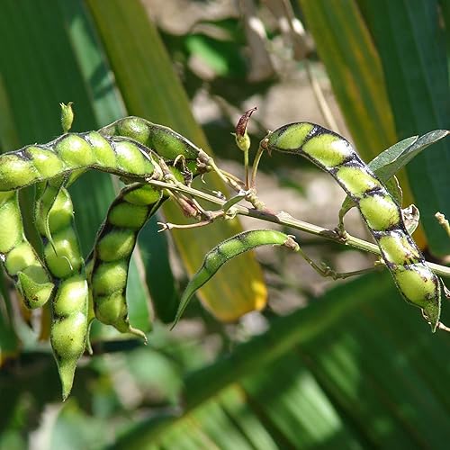 Miniatura 2 de YEGAOL Garden - Semillas de cajún de cajún tolerantes a la sequía, fáciles de cultivar, orgánicas, sin OMG, cortavientos para exteriores, 10 piezas