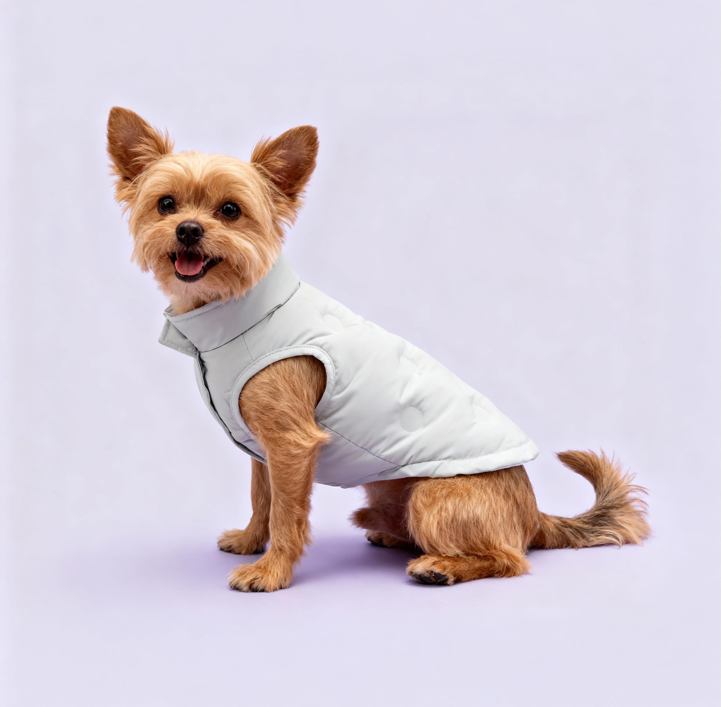 Record - Cappottino Sofi per Cani. Impermeabile per cani con Stile Romantico, Imbottito e Resistente all'Acqua, con Chiusura in Velcro e Foro Guinzaglio | Grigio, XS