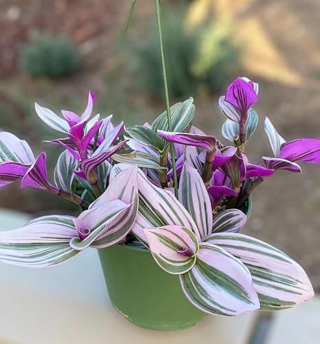 Vista 12 de Sin esquejes de plantas de raíz de USKC (3 piezas Tradescantia Flumenisis 'Lavender' sin esquejes de raíz)