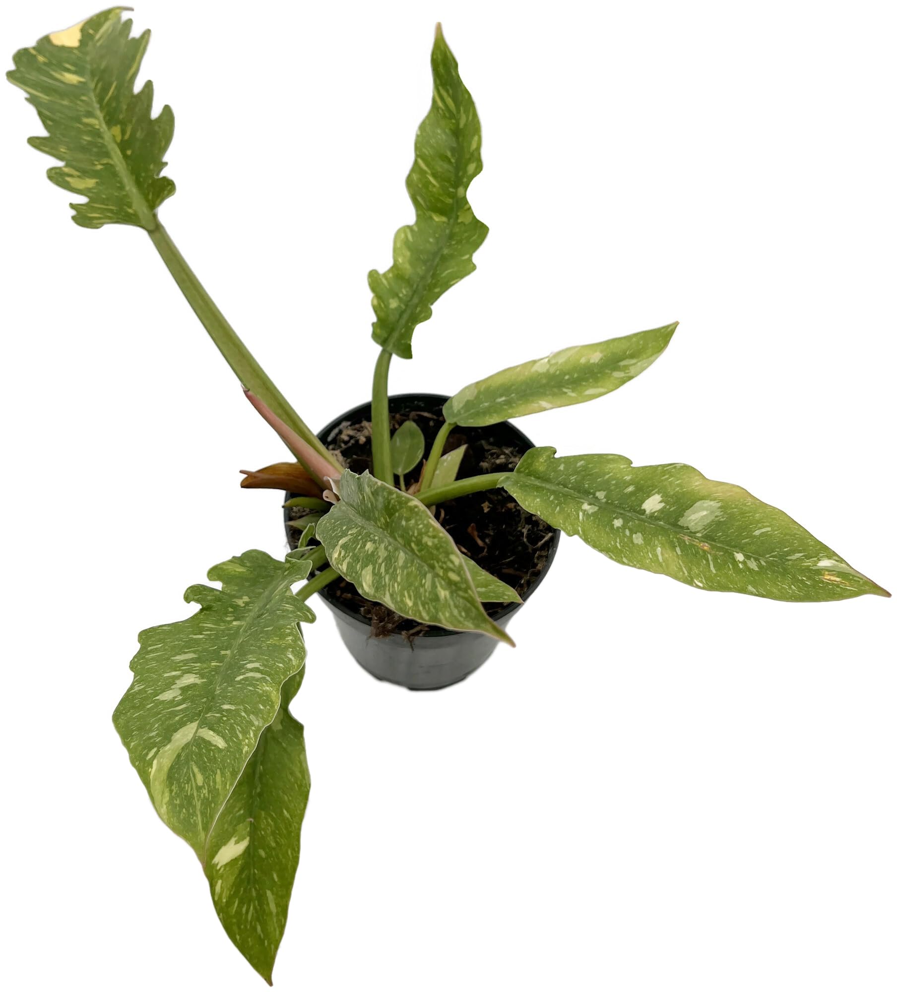 Fangblatt - Philodendron Narrow 'Ring of Fire' -  12 cm Topf - exotische  Grnpflanze mit bunten Blttern - Pflegeleichte Zimmerpflanze : Amazon.de:  Garten
