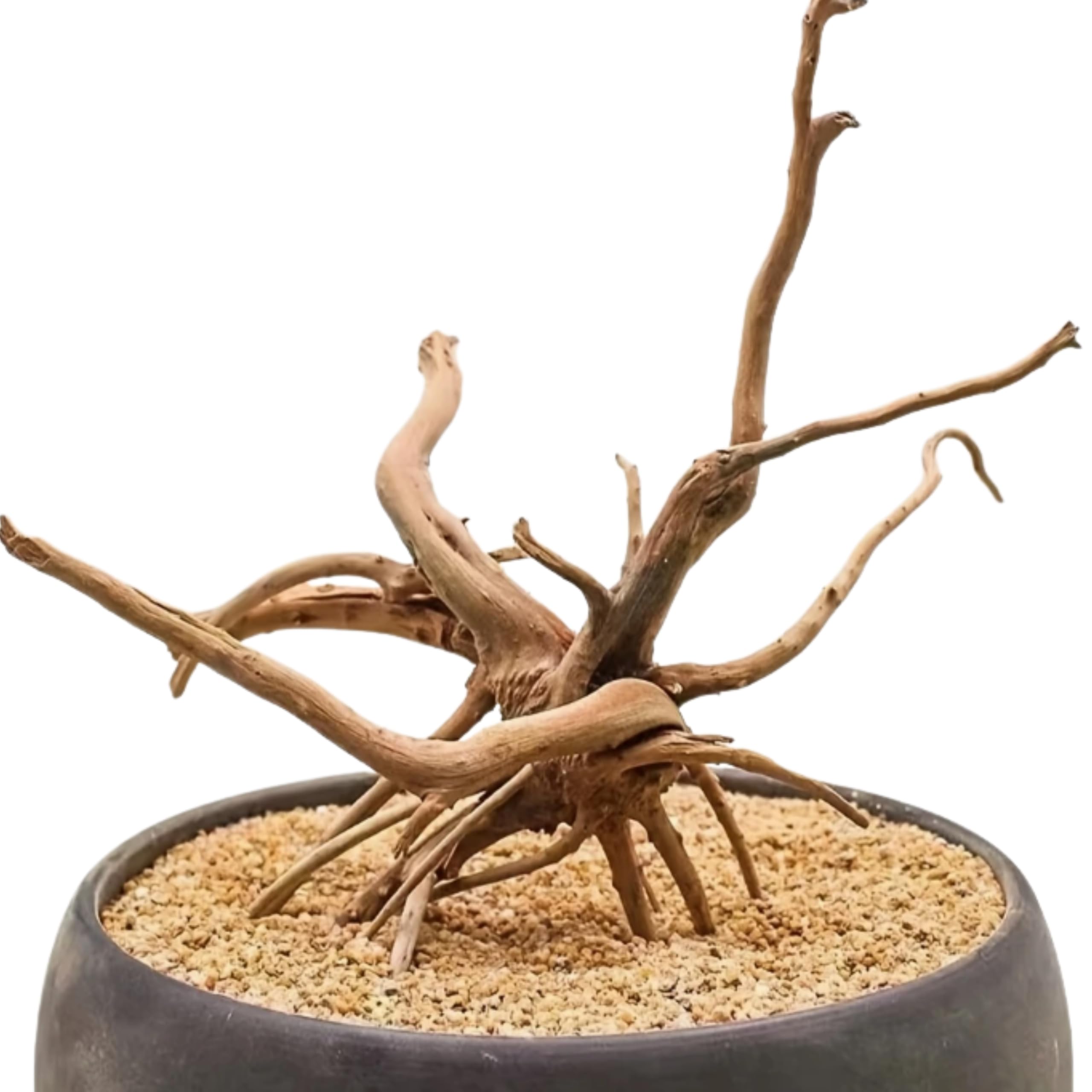Bois Flotté Naturel pour Aquarium – 3 Tailles Disponibles (10–15cm │ 15–20 cm │ 20–25 cm) – Décoration 100 % Écologique , Cachettes & Refuge, Cycle Biologique Renforcé, Style Authentique (20 à 25 cm)