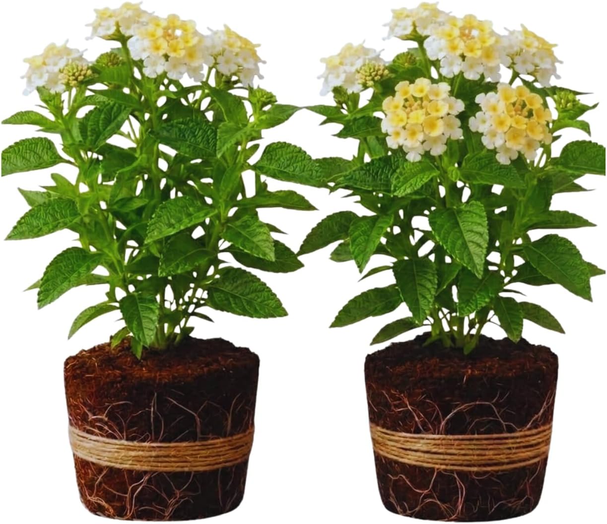 2 Trailing Lantana Plants Live, Lantana Live Plants for Planting Outdoors Between 5 and 7 Inc Long Garden (White)