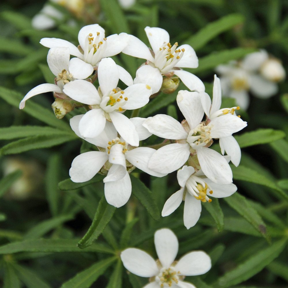 Thompson & Morgan Hardy Perennial Choisya Ternata ‘White Dazzler’, Evergreen Flowering Shrub, Potted Garden Plants Ideal for Cottage Gardens, Patio and Containers (1 x 3.5 Litre Pot)