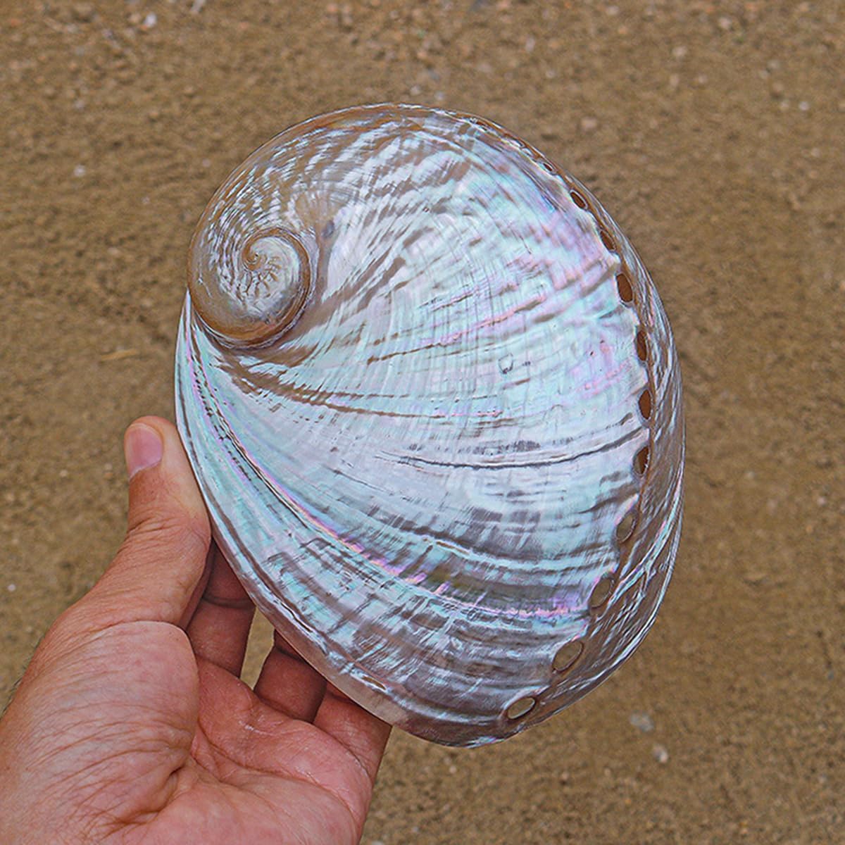 Ocean Conch Jumbo Seashells ， Natural Sea Shells, 1Pc 13-15Cm Australian White Abalone Shell Natural Rare Real Sea Shells Conch Home Fish Tank Marine Decoration DIY Handmade(15cm)